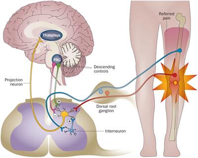 Nerves within bone and their application in tissue engineering of bone regeneration